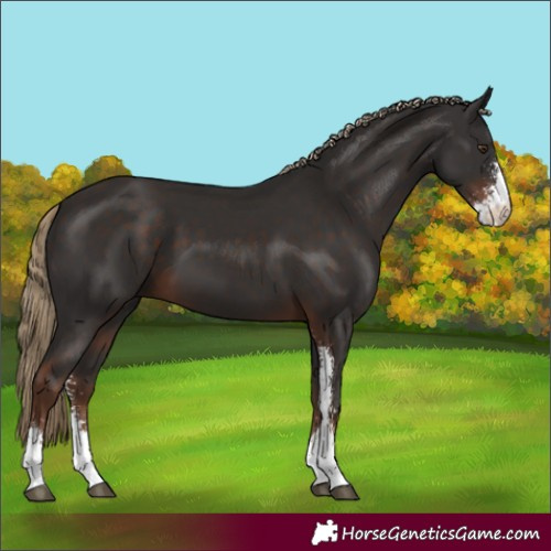 Horse Color:Liver Chestnut Sabino