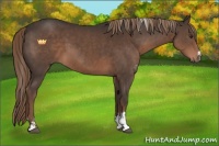 Horse Color:Liver Chestnut Sabino 