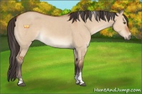 Horse Color:Bay Dun Sabino 