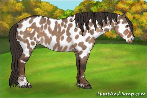 Horse Color:Liver Red Dun Sabino Appaloosa 
