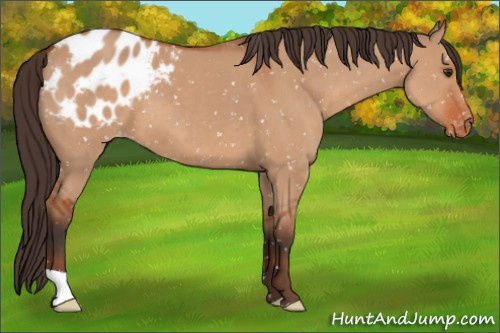 Horse Color:Brown Dun Appaloosa