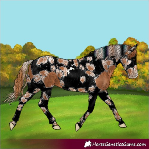 Horse Color:Chestnut Splash Tobiano 