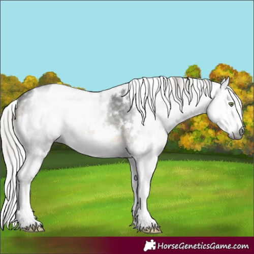 Horse Color:Gray White Spotted Silver Buckskin Sabino Splash 