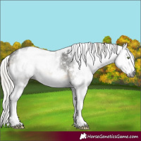 Horse Color:Gray White Spotted Silver Buckskin Sabino Splash