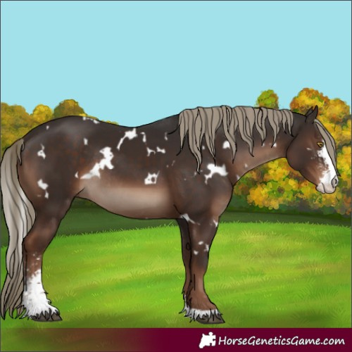 Horse Color:White Spotted Liver Chestnut Sabino Rabicano
