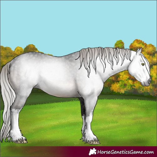 Horse Color:Gray White Spotted Silver Brown Mushroom Varnish Rabicano 