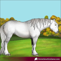 Horse Color:Gray White Spotted Silver Brown Mushroom Varnish Rabicano 