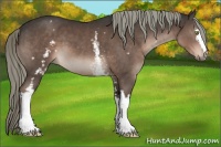 Horse Color:White Spotted Liver Chestnut Mushroom Sabino 