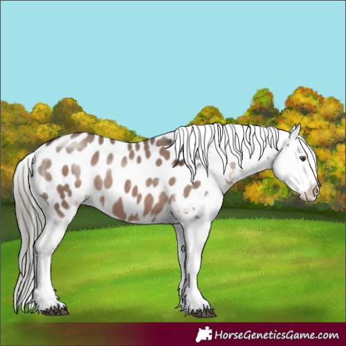 Horse Color:Liver Red Dun Mushroom Near Leopard 