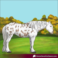 Horse Color:Liver Red Dun Mushroom Near Leopard 