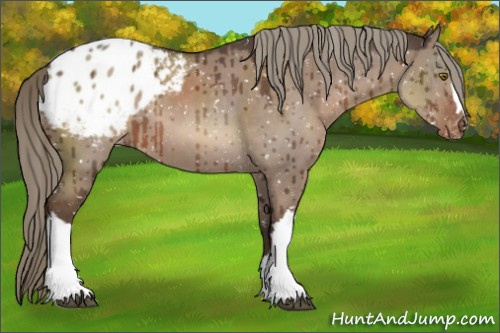 Horse Color:Liver Red Dun Mushroom Appaloosa Brindle 