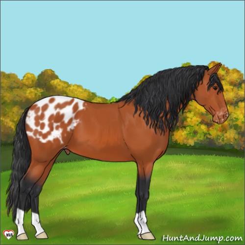 Horse Color:Bay Appaloosa 