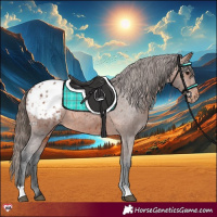Horse Color:Bay Appaloosa 