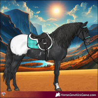 Horse Color:Black Appaloosa 