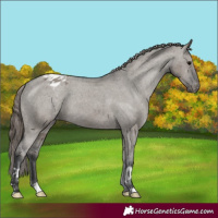 Horse Color:Grullo Appaloosa 