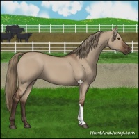 Horse Color:Liver Red Dun 