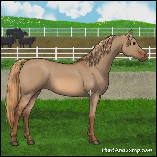 Horse Color:Red Dun 