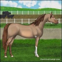 Horse Color:Red Dun