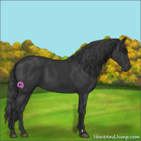 Horse Color:Black 