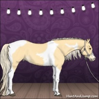 Horse Color:Palomino Dun Tobiano 
