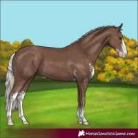 Horse Color:Silver Black Sabino 