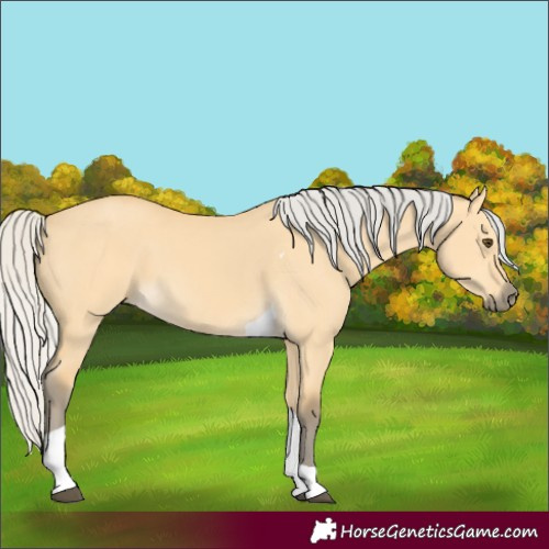 Horse Color:Silver Buckskin Dun Tobiano 