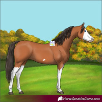 Horse Color:Bay Splash Frame 