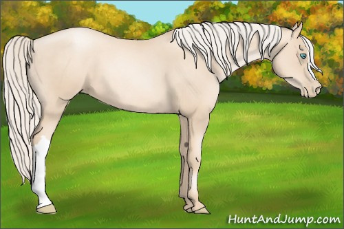 Horse Color:Gold Cream Champagne Pearl