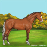 Horse Color:Silver Bay Sabino 