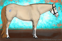 Horse Color:Red Dun Sabino