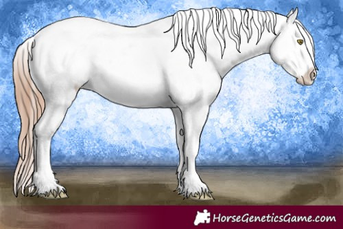 Horse Color:Gold Champagne Near Leopard and Gold Champagne Near Leopard