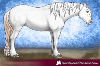 Horse Color:Gold Champagne Near Leopard and Gold Champagne Near Leopard