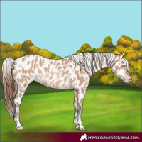 Horse Color:Amber Champagne Near Leopard  and Amber Champagne Near Leopard 