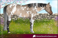 Horse Color:White Spotted Brown Dun Rabicano 