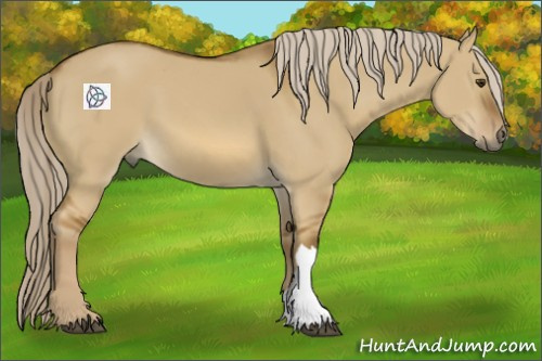 Horse Color:Chocolate Palomino Dun 