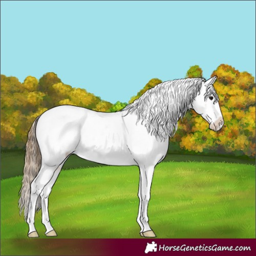 Horse Color:Buckskin Tobiano Frame Near Leopard 