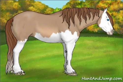 Horse Color:Red Dun Splash