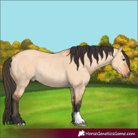 Horse Color:Bay Dun Rabicano 