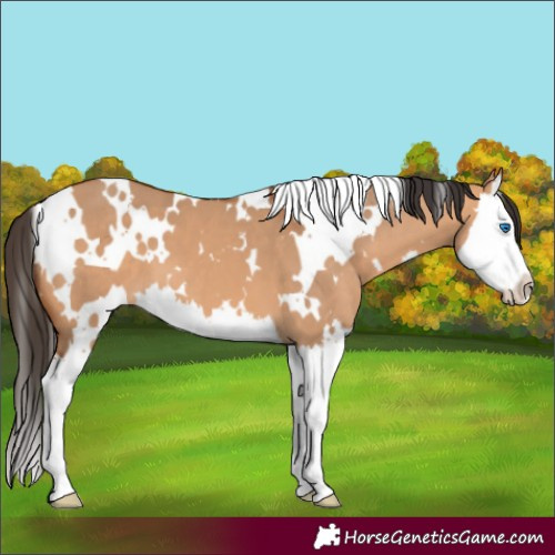 Horse Color:White Spotted Bay Dun Splash 