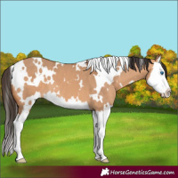 Horse Color:White Spotted Bay Dun Splash