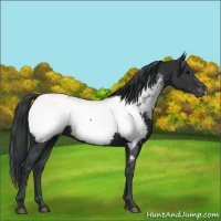 Horse Color:Black Appaloosa 