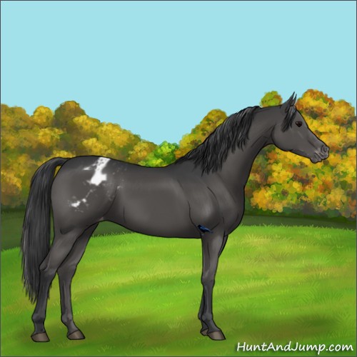 Horse Color:Black Appaloosa 