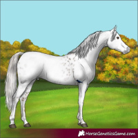 Horse Color:Gray Chestnut Appaloosa 