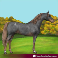 Horse Color:Gray Liver Chestnut Appaloosa