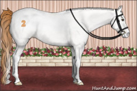 Horse Color:White Spotted Chestnut 