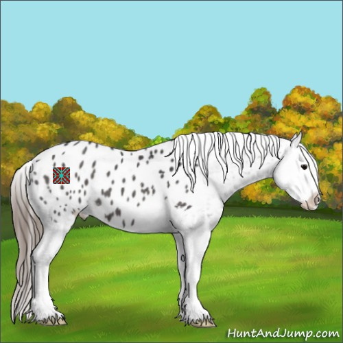Horse Color:Grullo Splash Appaloosa 