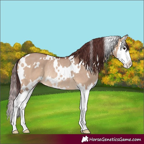 Horse Color:White Spotted Chocolate Brown Dun Splash Rabicano 
