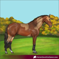 Horse Color:Buckskin and Bay