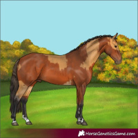 Horse Color:Buckskin and Bay