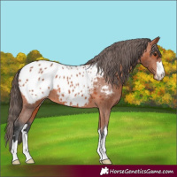 Horse Color:Bay Appaloosa 